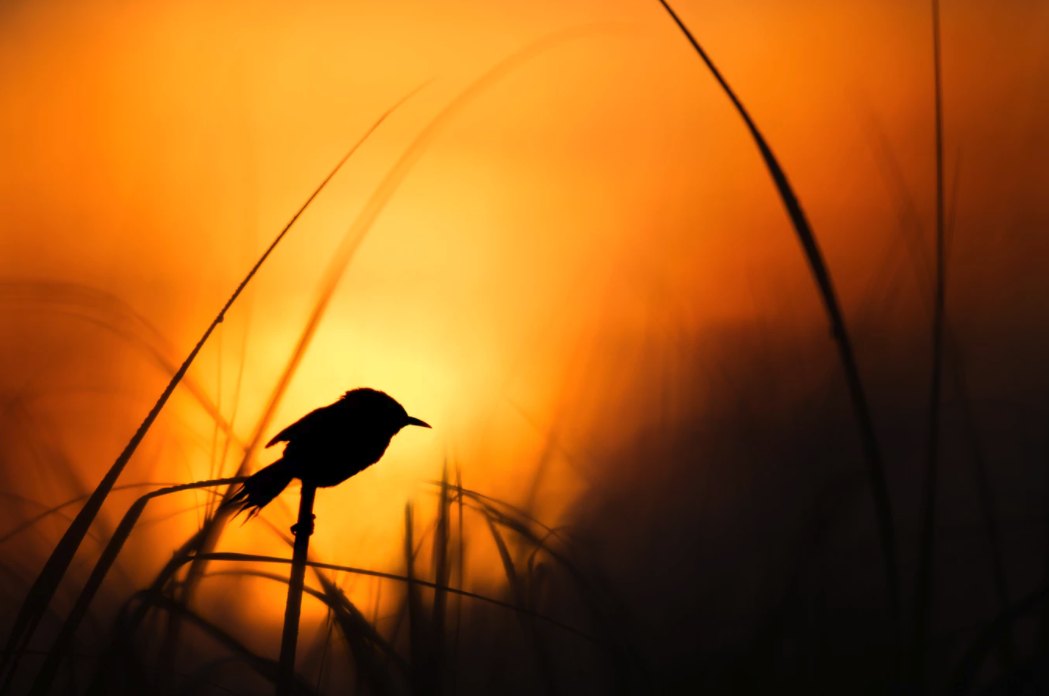 Unsplash Sunrise and Bird